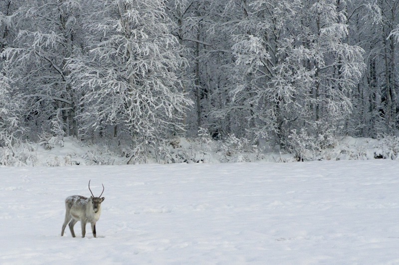 Новый год 2011